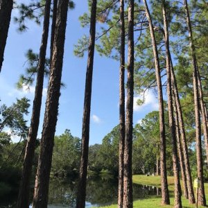trees-and-pond
