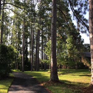 walkway-with-tall-trees